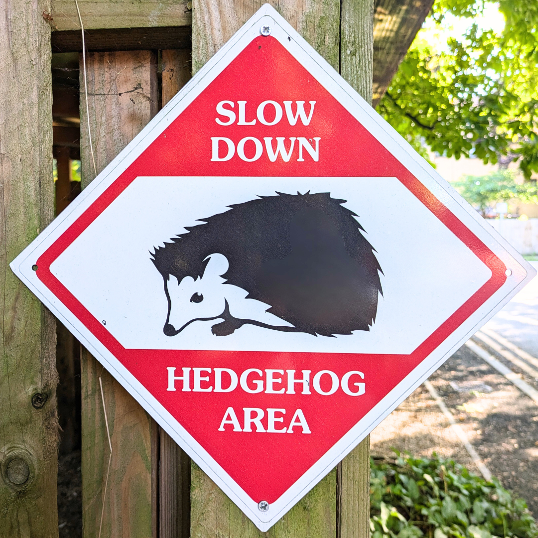 Hedgehogs